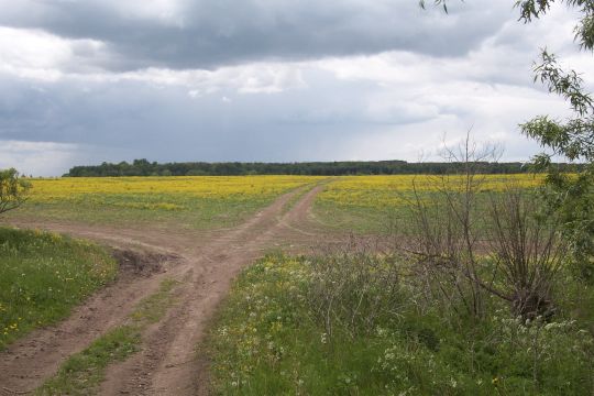 Felder von Doblendszen / Kayserswiesen 2006